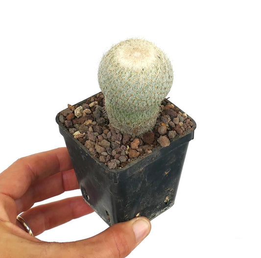 Epithelantha micromeris small round succulent cactus with dense white spines in black pot