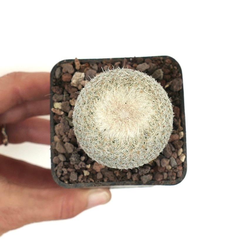 Epithelantha micromeris small round cactus with dense white spines in pot