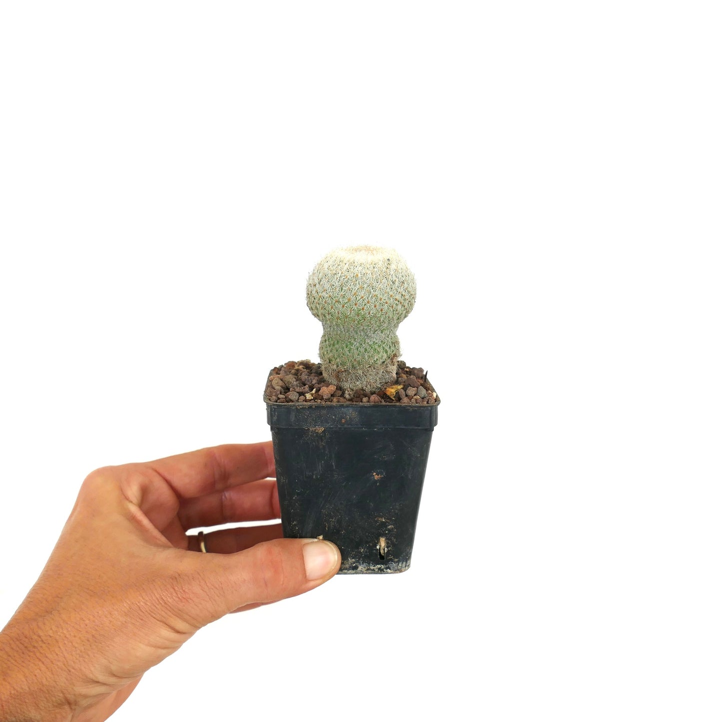 Epithelantha micromeris small rare cactus with dense white spines in black pot held by hand