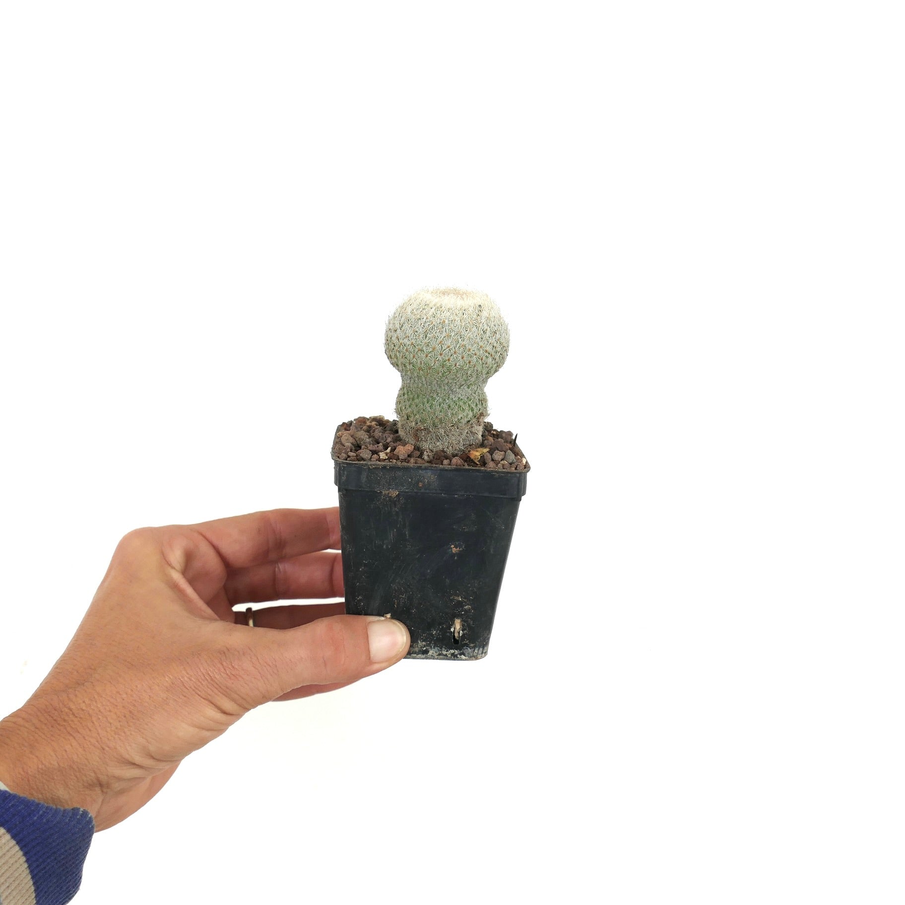 Epithelantha micromeris small rounded cactus with dense white spines in black pot