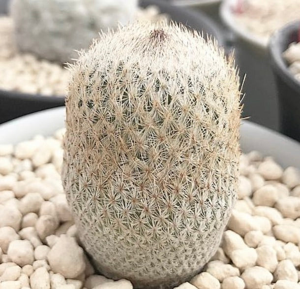 Epithelantha rufispina small dense cactus with white spines and rounded shape in pot