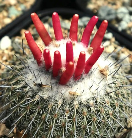 Epithelantha unguispina cactus with dense spines and bright red fruiting bodies