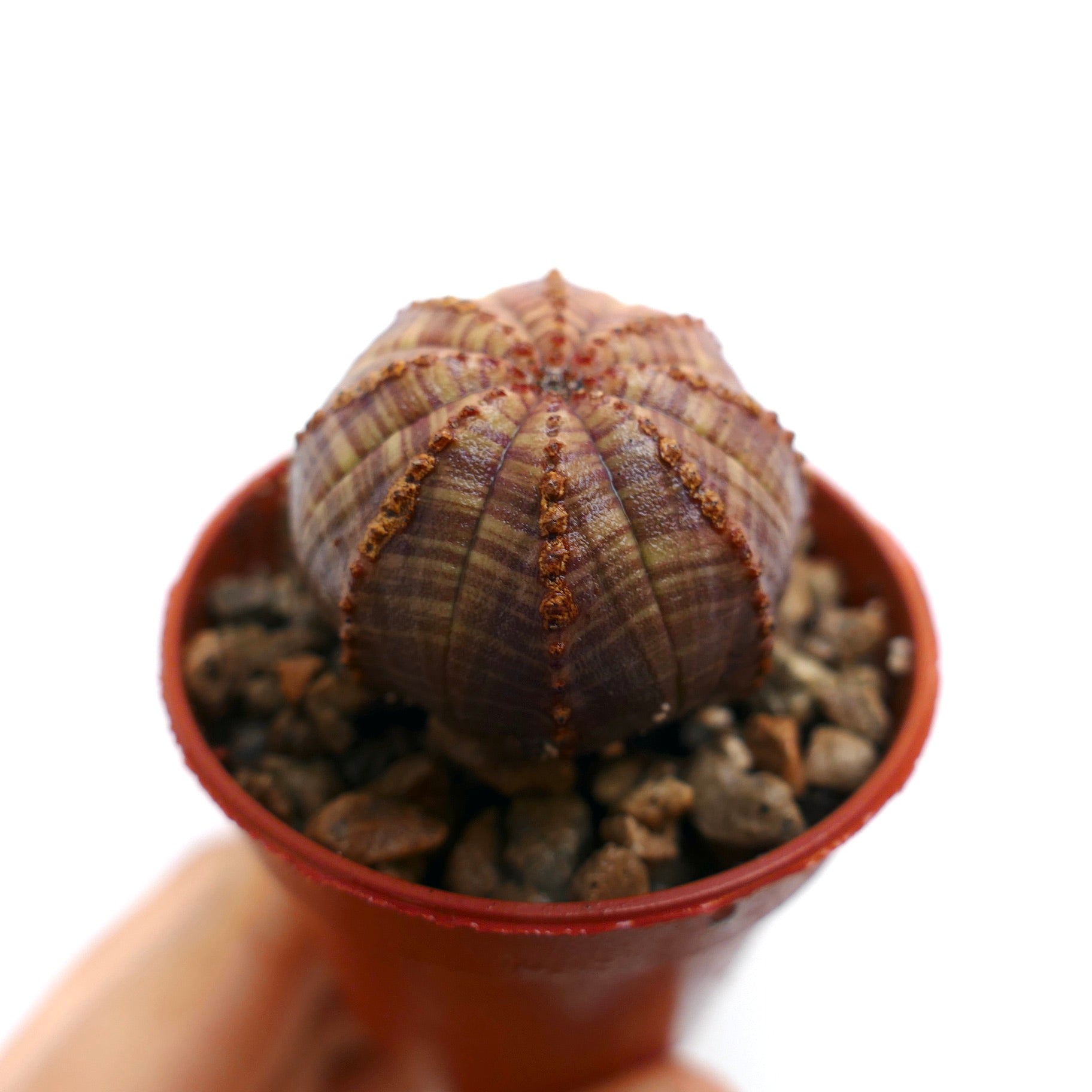 Epuhorbia obesa small succulent with rounded ribbed body and brown striped pattern