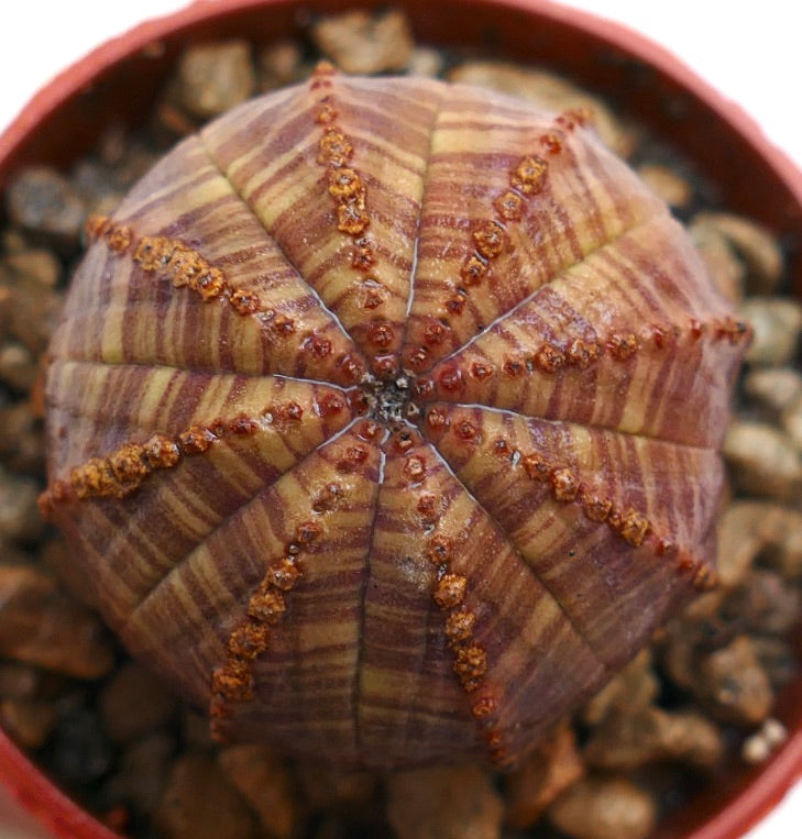 Epuhorbia obesa succulent cactus with rounded ribbed body and brown striped pattern