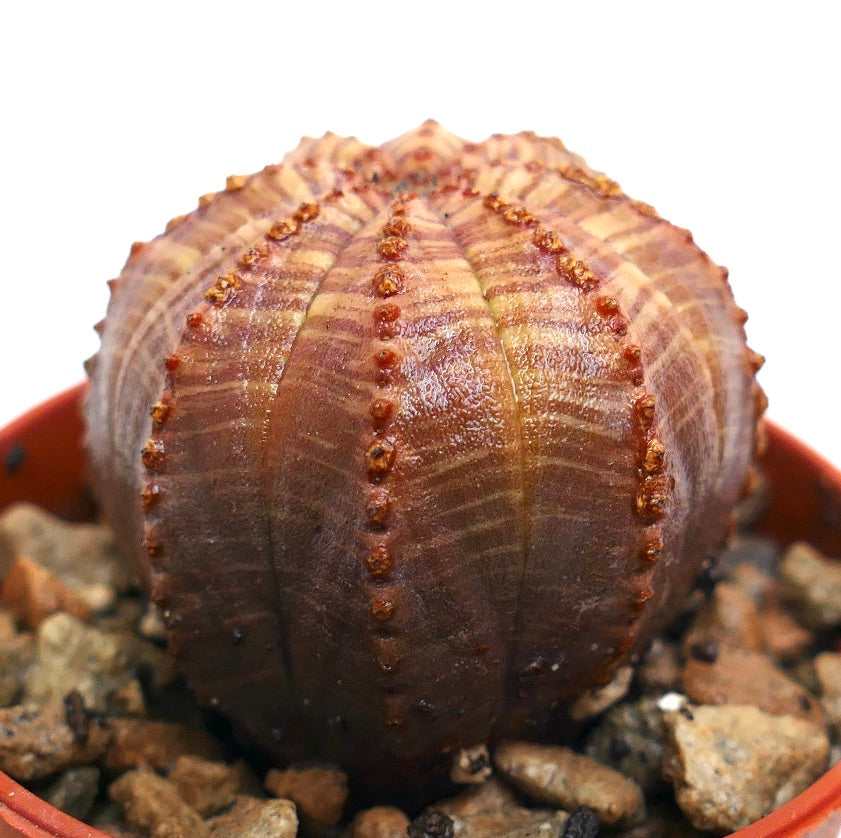 Epuhorbia obesa succulent cactus with rounded ribbed body and small brown areoles