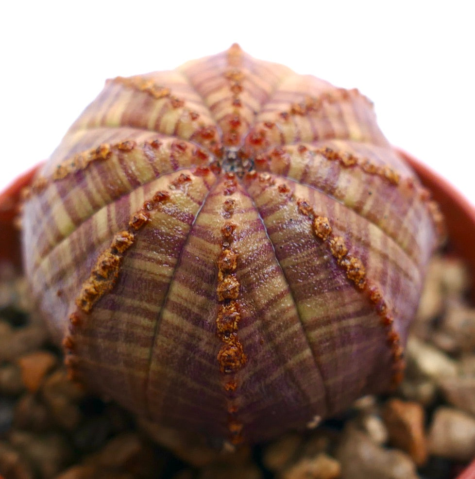 Epuhorbia obesa succulent cactus with ribbed purple and brown striped pattern and small spines