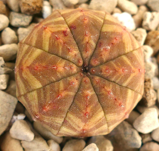Epuhorbia obesa succulent cactus with striped pattern and small red areoles on rocky soil