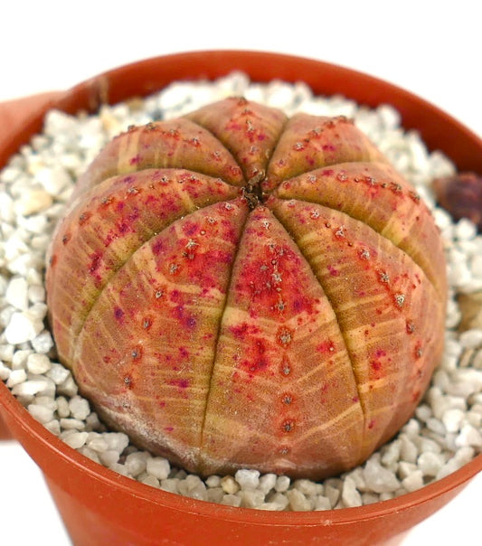 Euporbia obesa ORANGE selected