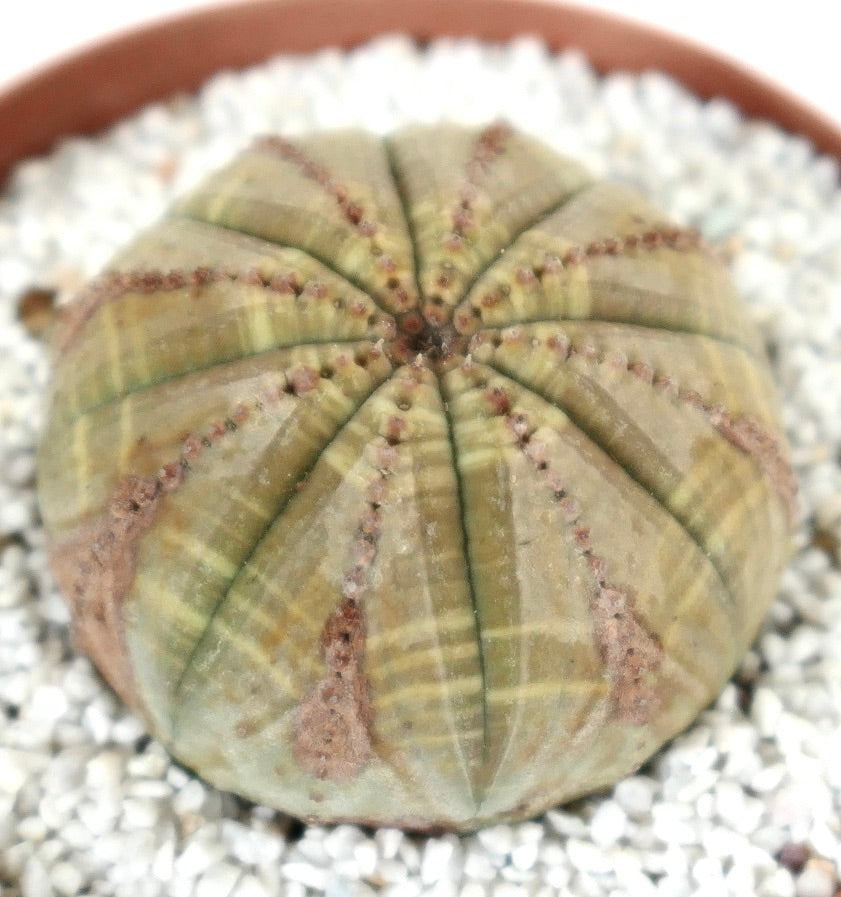 Euporbia obesa LIGHT GREEN-GREY