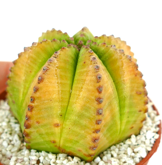 Euporbia obesa HYBRID yellow form