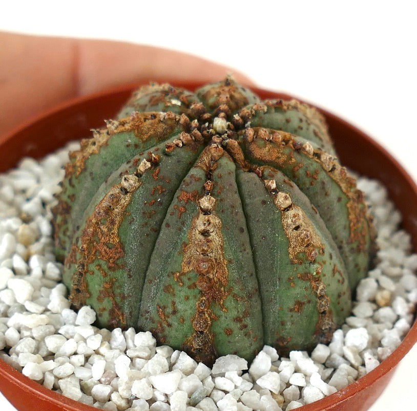 Euporbia obesa BROWN DOTS & MARKS