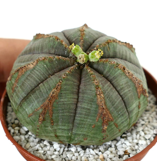 Euporbia obesa with V-MARKS