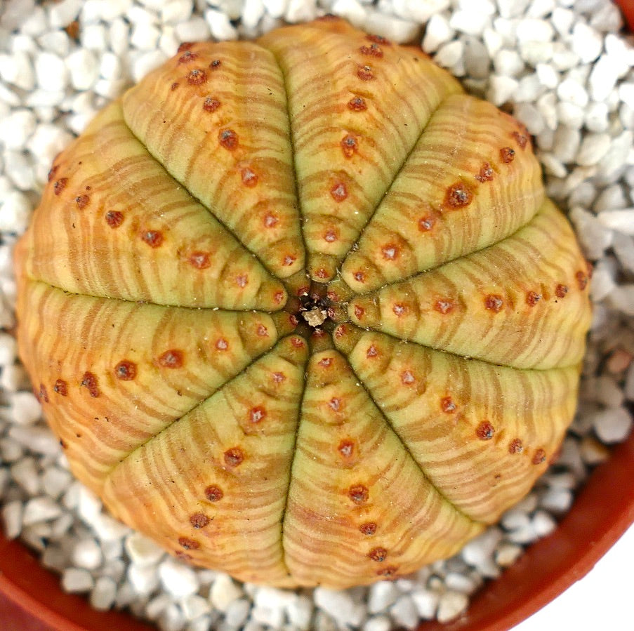 Euporbia obesa SELECTED yellow striata