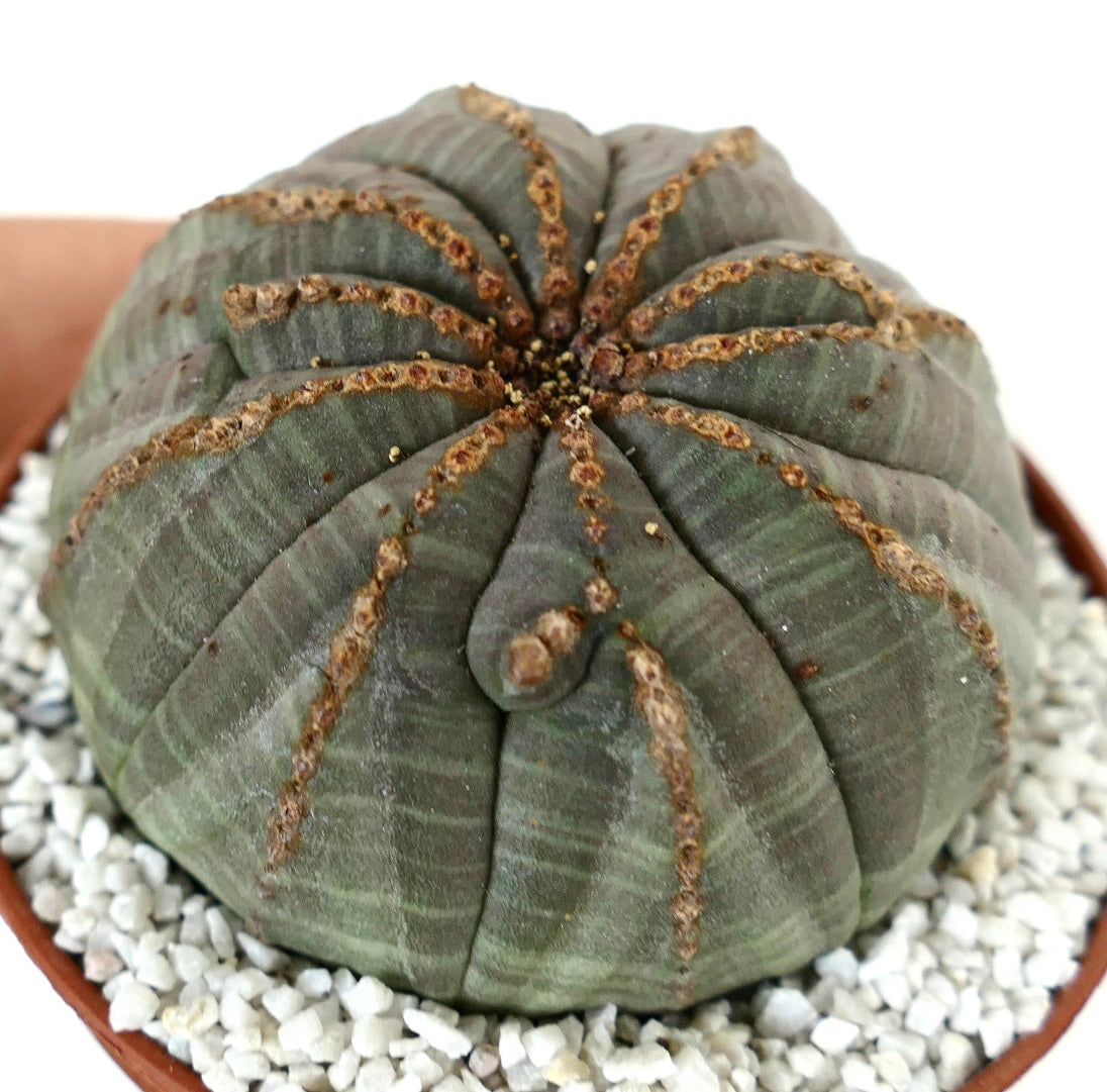 Euporbia obesa MULTICOSTATUM with brown lines