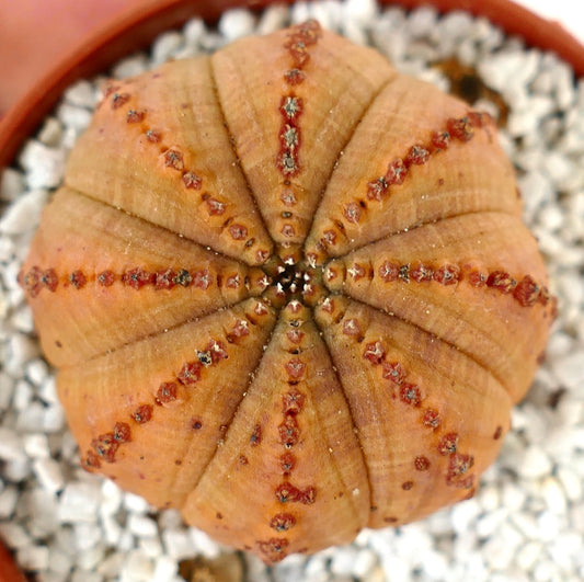 Euporbia obesa ORANGE with reddish lines