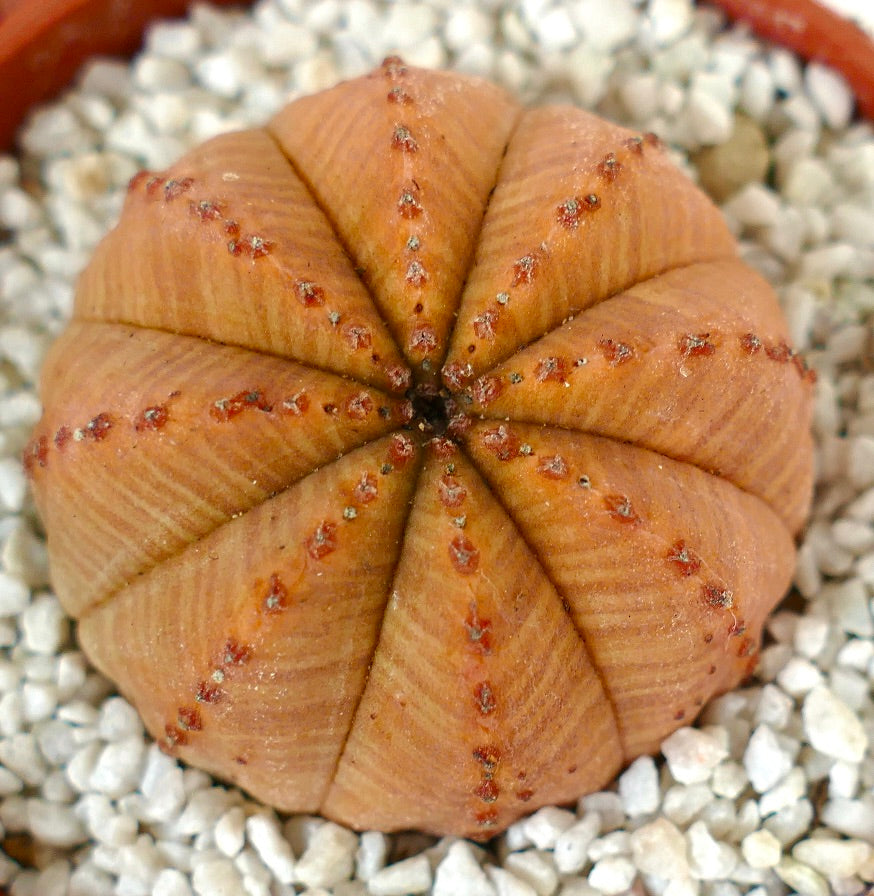 Euporbia obesa PURE ORANGE