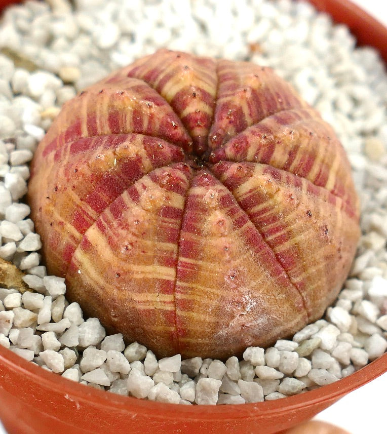 Euporbia obesa SELECTED ORANGE-RED