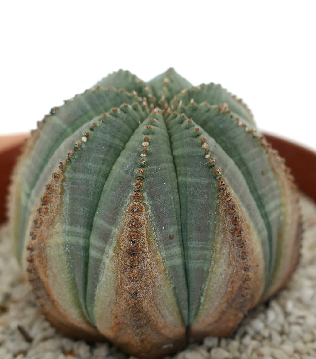 Euporbia obesa BROWN MARKS