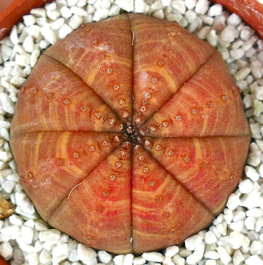 Euporbia obesa ORANGE