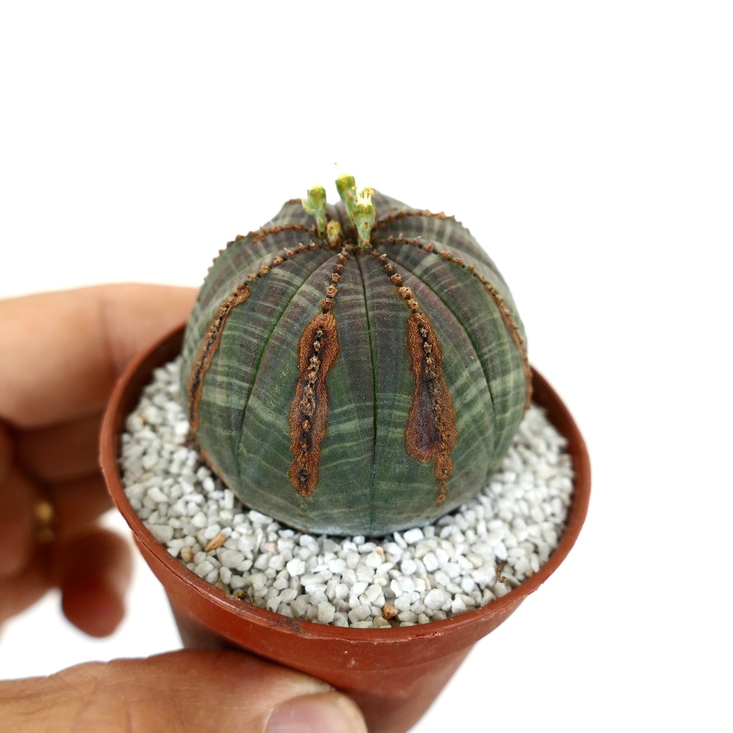 Euporbia obesa DARK GREEN with brown marks