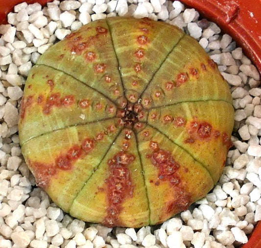 Euporbia obesa RED SPOTS