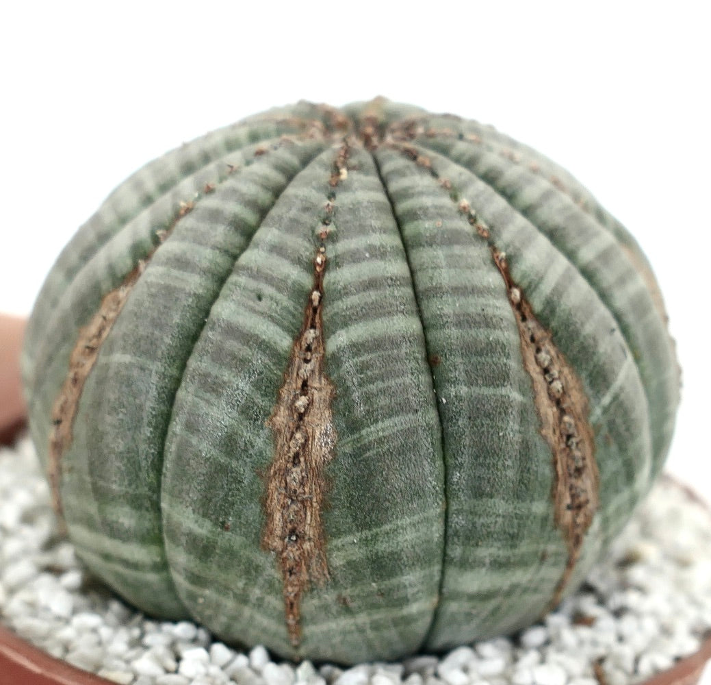 Euporbia obesa ELEGANT PATTERNS