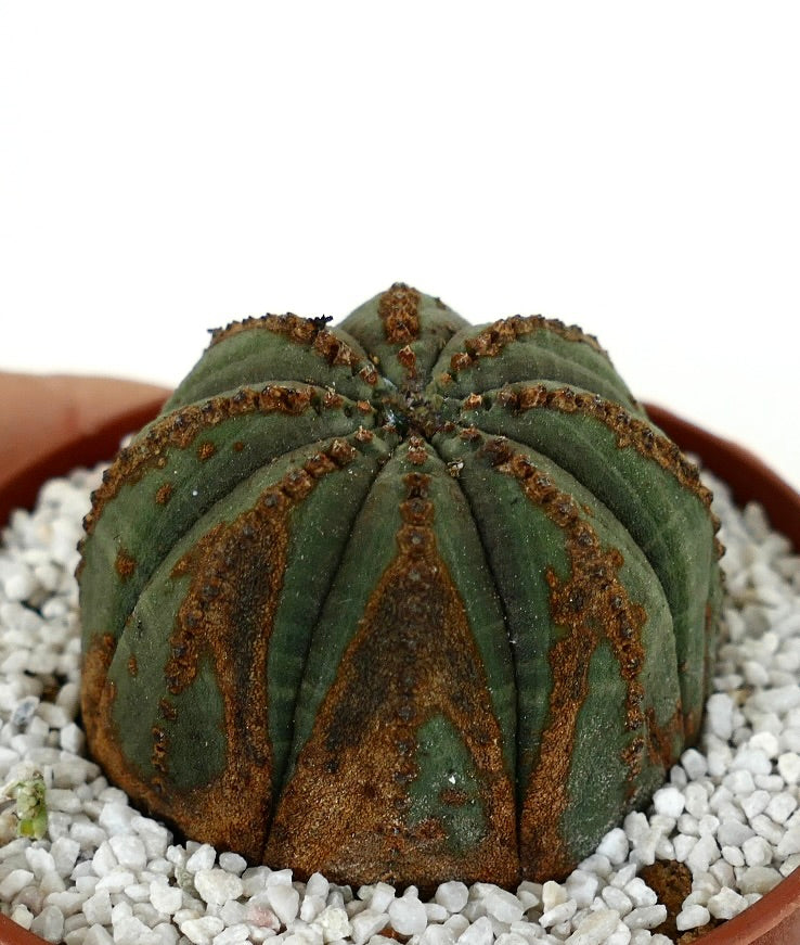 Euporbia obesa DARK GREEN with brown marks