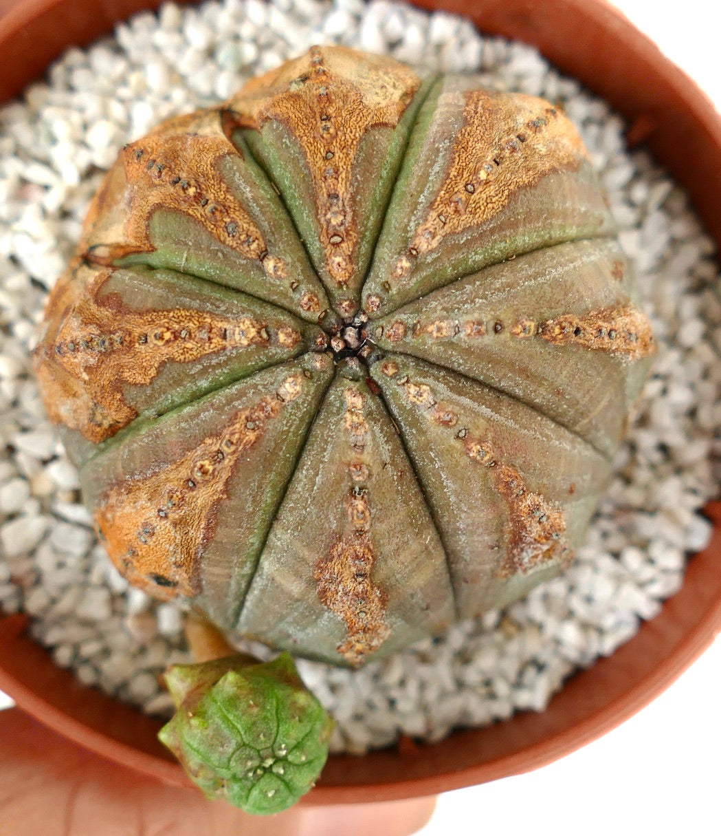 Euporbia obesa BROWN SPINES