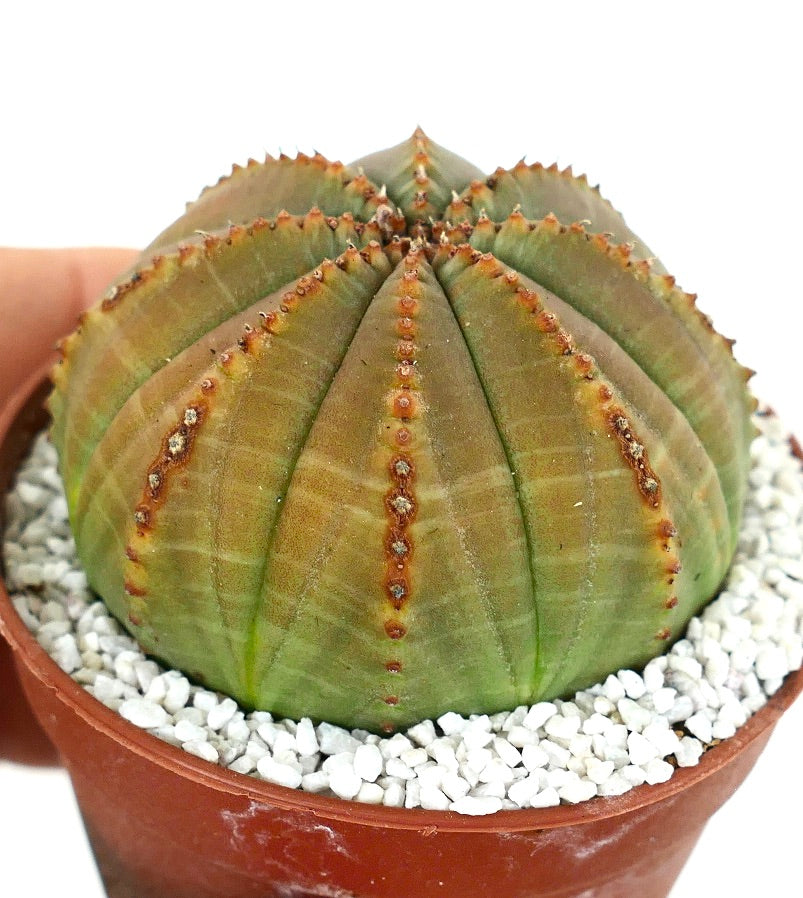 Euporbia obesa GREEN-YELLOW