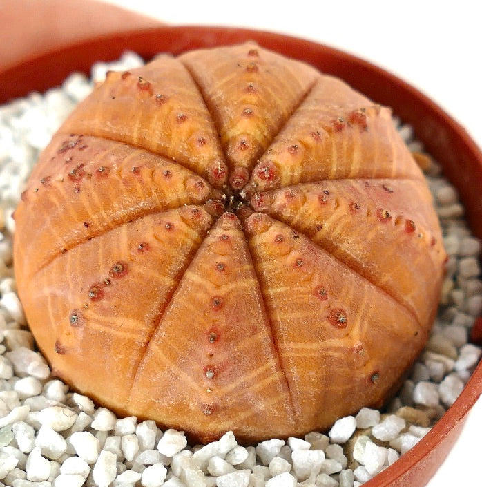 Euporbia obesa ORANGE BODY