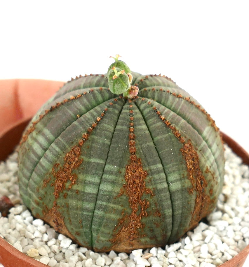 Euporbia obesa V-MARKS