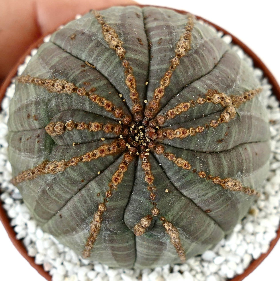 Euporbia obesa MULTICOSTATUM with brown lines