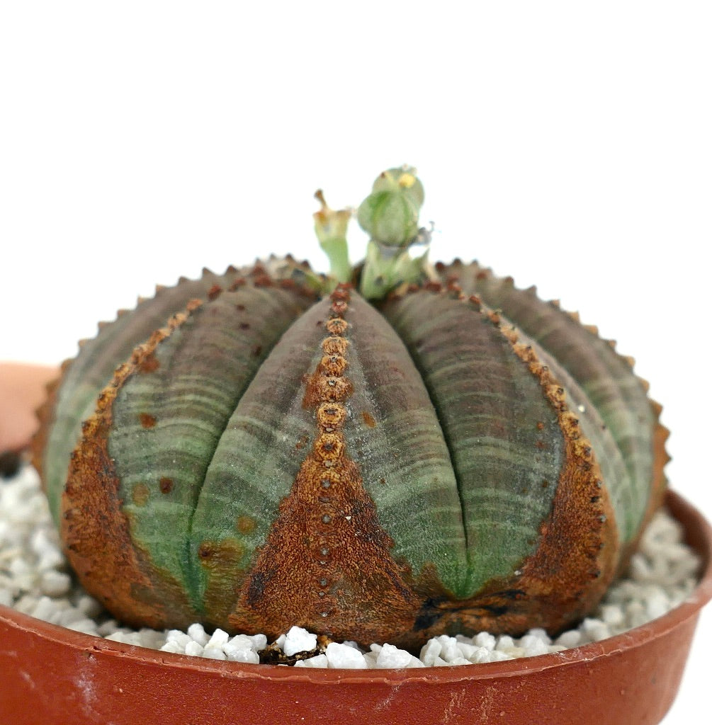 Euporbia obesa BROWN MARKS