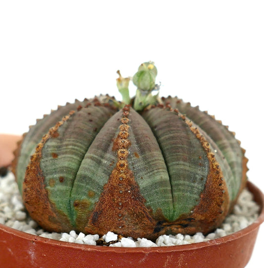 Euporbia obesa BROWN MARKS