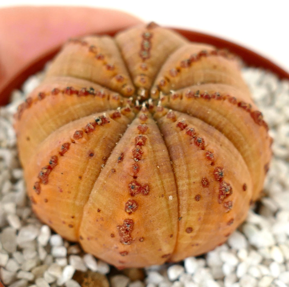 Euporbia obesa ORANGE with reddish lines