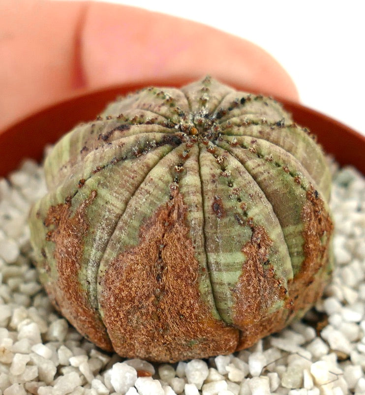 Euporbia obesa BROWN MARKS