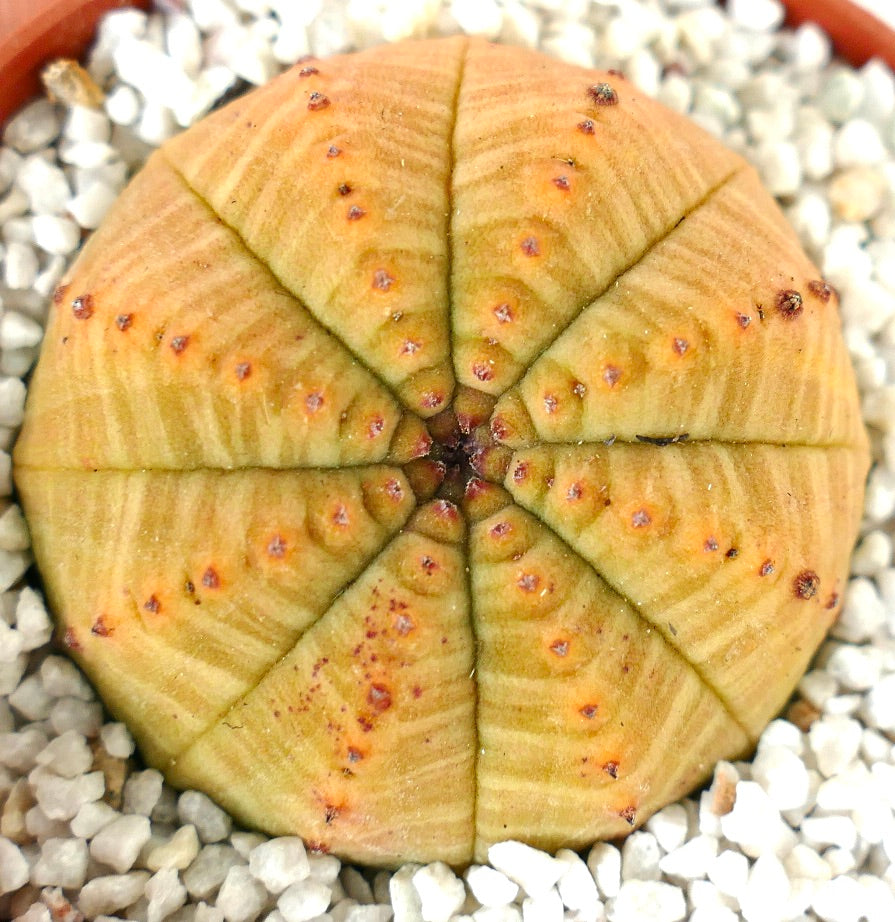 Euporbia obesa YELLOW