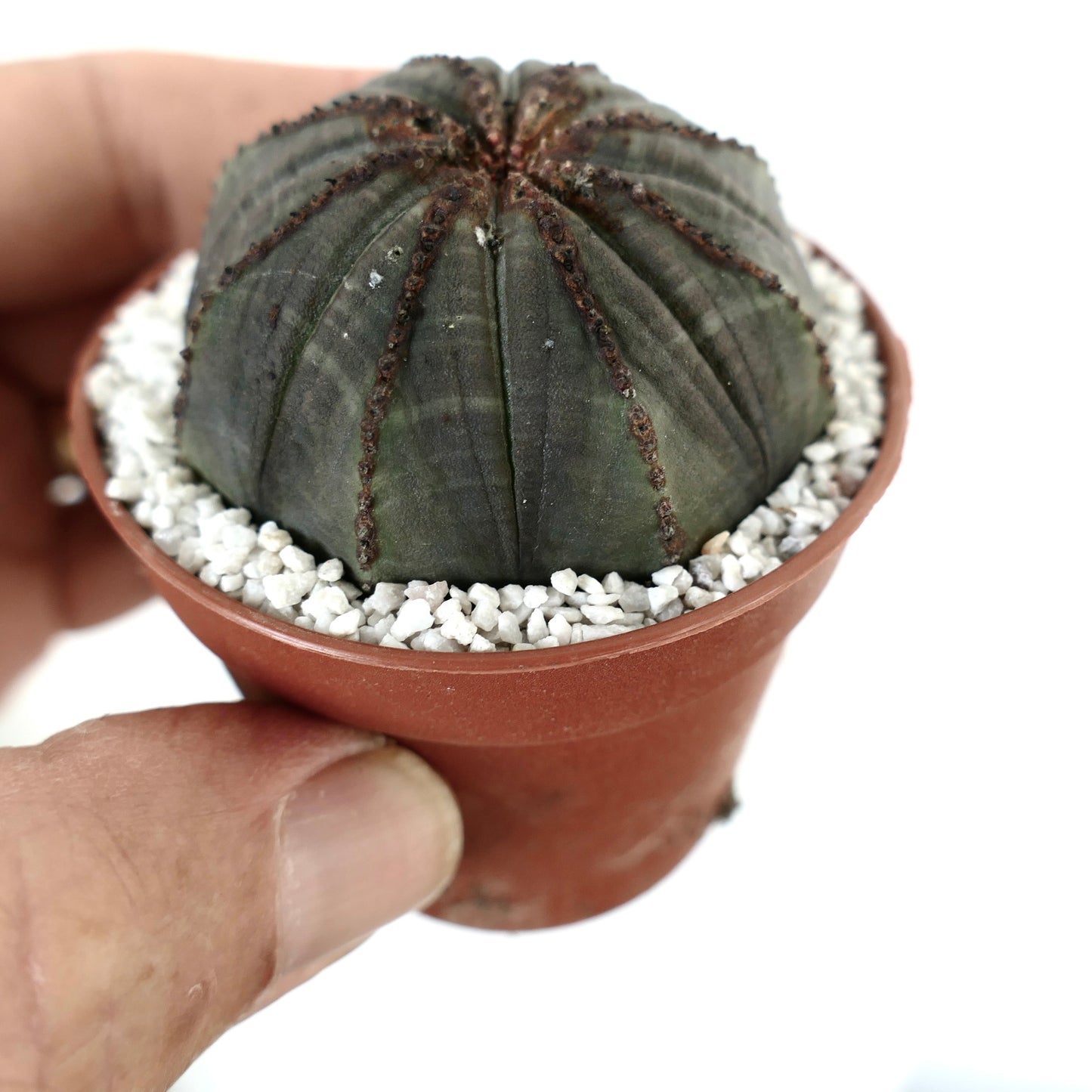 Euporbia obesa DARK GREEN