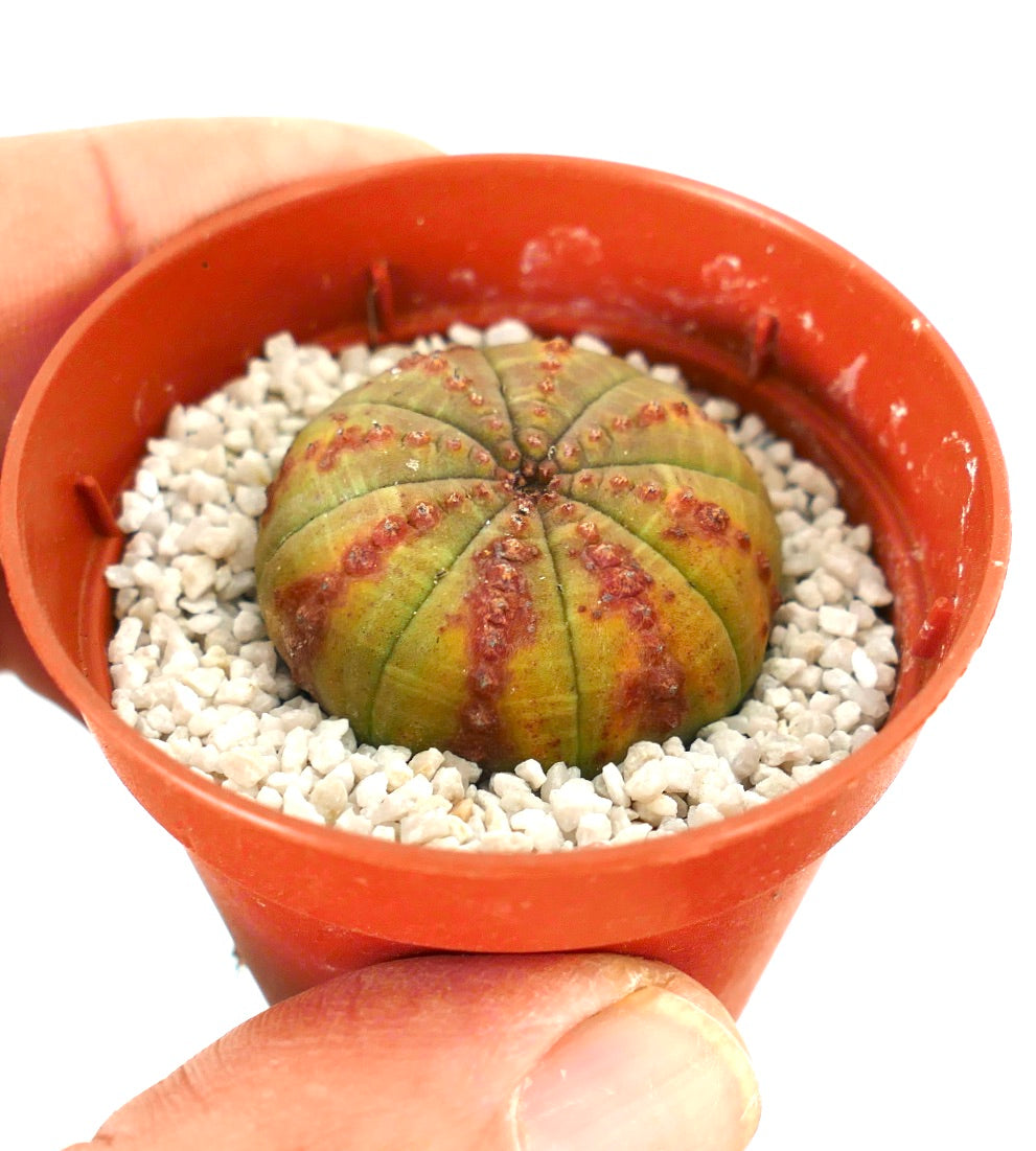 Euporbia obesa RED SPOTS