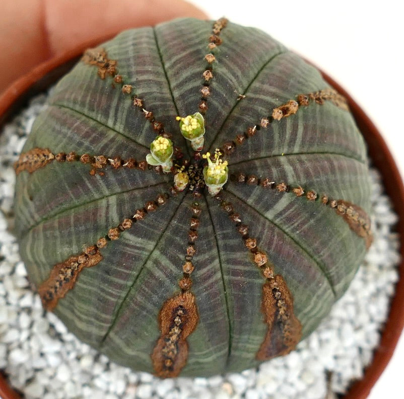 Euporbia obesa DARK GREEN with brown marks