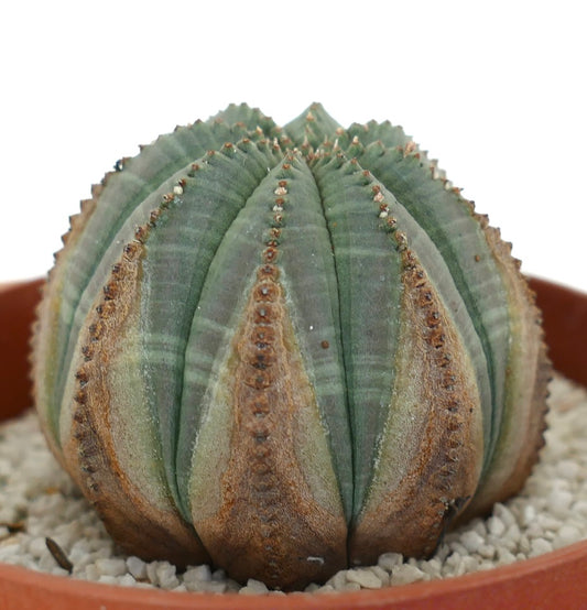 Euporbia obesa BROWN MARKS