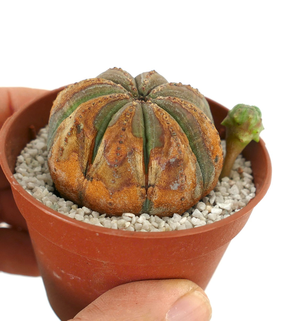 Euporbia obesa BROWN SPINES