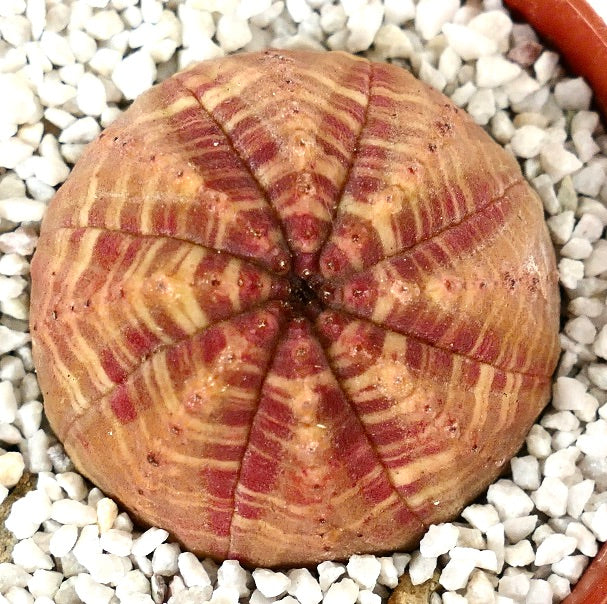 Euporbia obesa SELECTED ORANGE-RED