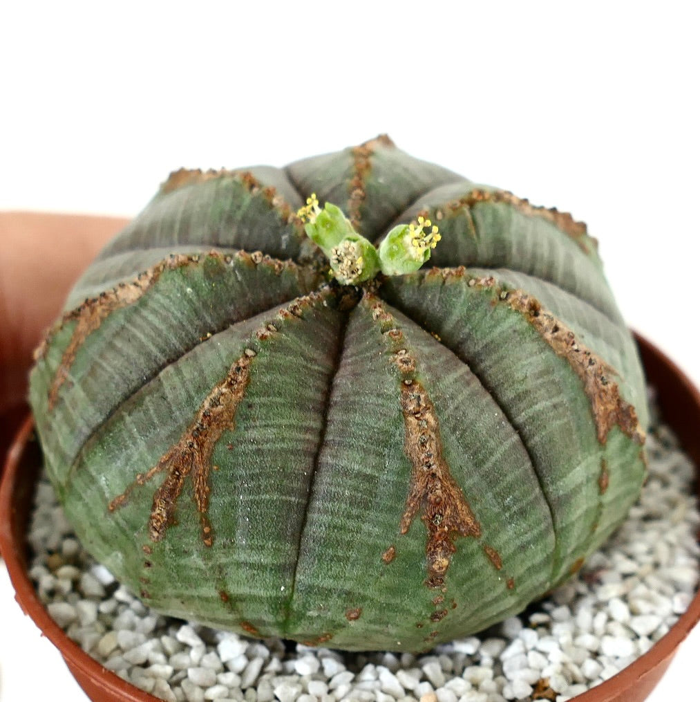 Euporbia obesa with V-MARKS