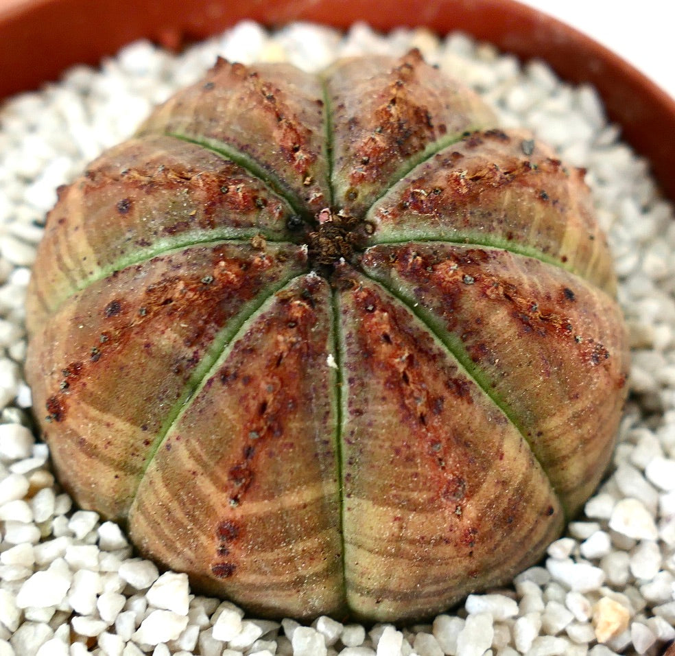 Euporbia obesa SELECTED colours