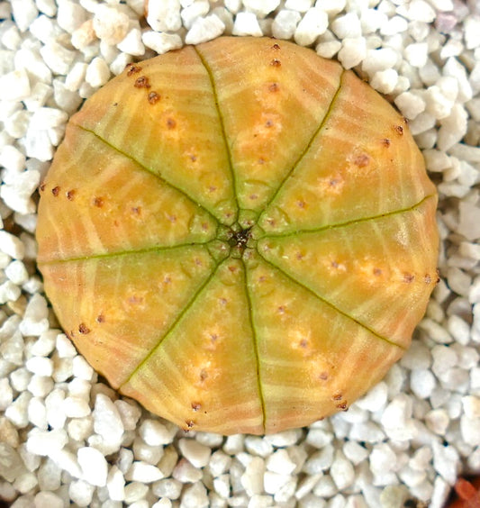 Euporbia obesa YELLOW SELECTED