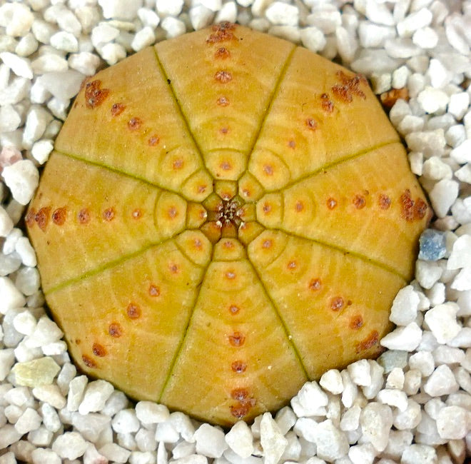 Euporbia obesa YELLOW