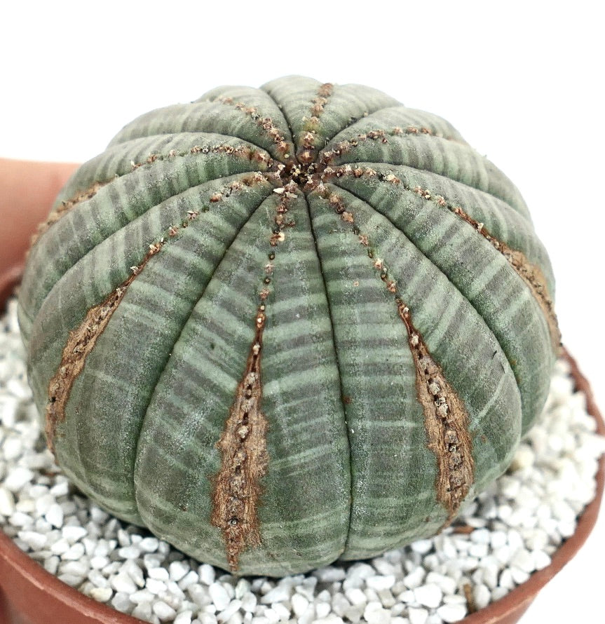 Euporbia obesa ELEGANT PATTERNS