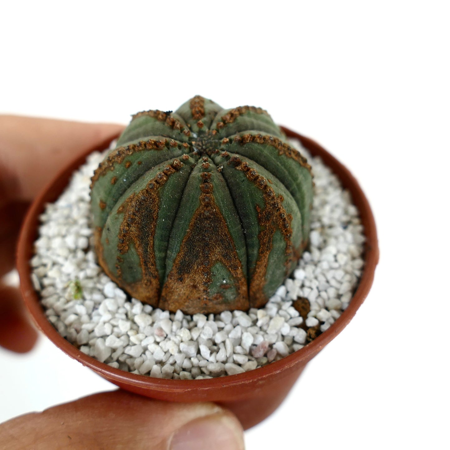 Euporbia obesa DARK GREEN with brown marks