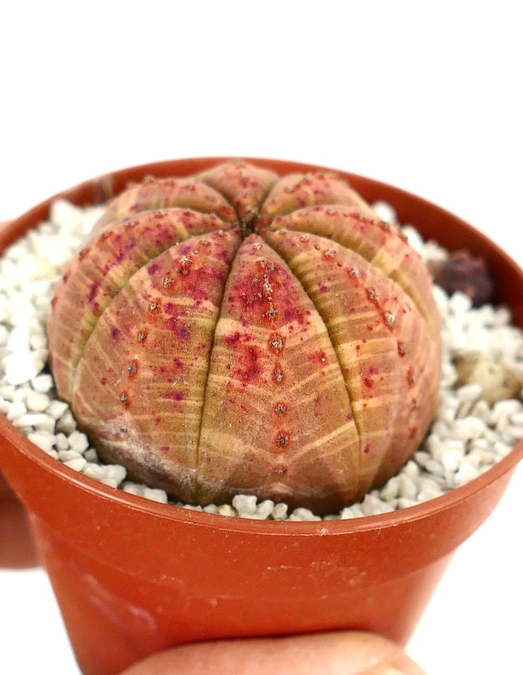 Euporbia obesa ORANGE selected